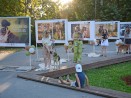 Фотоизложбата „Погледни ме – осинови ме“ дава шанс за нов дом на кучетата от Общинския приют в село Каменар