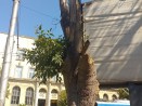 Премахват опасно дърво в градинката на Катедралата